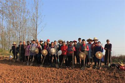 烔煬鎮(zhèn)鳳凰村 栽下核桃樹(shù)，收獲致富果