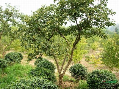 浙江山楂樹木種植經營指南