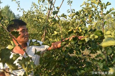 新型果樹(shù)種植 既產(chǎn)鮮果又成藥材，農(nóng)民面臨的雙重機(jī)遇與困境