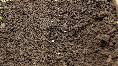 苗木種植反季節施工方案 樹木種植的突破與策略