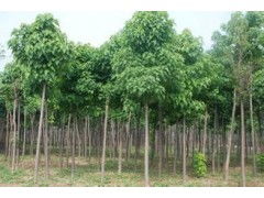 河南省太康縣國新苗木種植專業(yè)合作社 優(yōu)質速生楸樹，規(guī)格齊全，大量供應